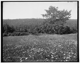 Kaaterskill Mountain wild flowers, Catskill Mountains, N.Y., (1902?). Creator: Unknown.