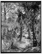 Lovers' Lane, Isle of Pines (i.e. Palms), Charleston, S.C., c1907. Creator: Unknown.