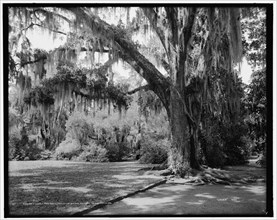 Under the oaks, Magnolia-on-the-Ashley, Charleston, S.C., c1907. Creator: Unknown.
