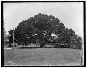 The Mammoth oak at Pass Christian, Miss., c1901. Creator: Unknown.