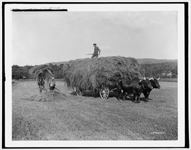 Haying on the meadows, Northfield, Mass., between 1900 and 1906. Creator: Unknown.