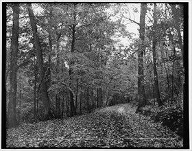 On the eleven mile drive near Ishpeming, Mich., October leaves, c1898. Creator: Unknown.