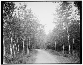 A Catskill Mountain road, (1902?). Creator: Unknown.