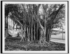 Rubber tree in U.S. barracks, Key West, Fla., between 1890 and 1901. Creator: Unknown.