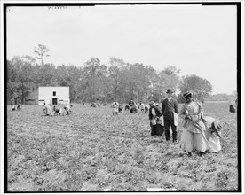Picking strawberries, Charleston, S.C., between 1900 and 1907. Creator: Unknown.