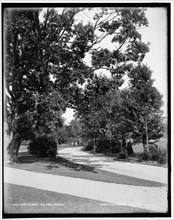 Road on Belle Isle Park, Detroit, between 1890 and 1901. Creator: Unknown.