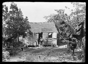 Thatched building and banana plant, possibly Nassau, Bahamas, between 1900 and 1915. Creator: Unknown.