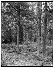 Path thro' the woods, Mt. Pocono, Pa., c1905. Creator: Unknown.