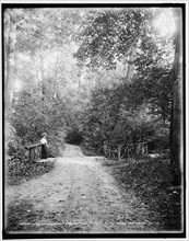 In the woods, Palmer Park, Detroit, between 1890 and 1901. Creator: Unknown.