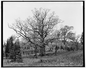 The Oaks, Waverly, between 1890 and 1901. Creator: Unknown.