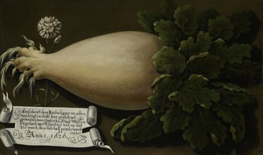 A Giant Radish, 1626. Creator: Anon.