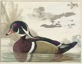 Carolina duck, 1771. Creator: Gerrit van den Heuvel.