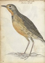 Cape bird, 1786. Creator: Jan Brandes.