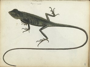 Tree lizard, 1785. Creator: Jan Brandes.