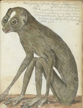 Ceylon sloth, 1786. Creator: Jan Brandes.