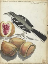 Wagtail with Fruit, 1785. Creator: Jan Brandes.