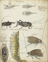 Insects, 1783. Creator: Jan Brandes.