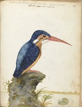 Malachite Kingfisher, 1779-1785. Creator: Jan Brandes.