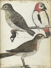 Cape birds, 1786. Creator: Jan Brandes.