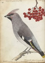 Swedish bird, 1795. Creator: Jan Brandes.