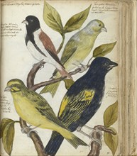 Cape Birds, 1786-1787. Creator: Jan Brandes.
