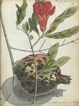 Pomegranate, 1779-1787. Creator: Jan Brandes.