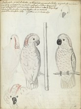Cockatoo from Ambon, 1784. Creator: Jan Brandes.