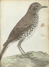 Swedish bird, 1787-1808. Creator: Jan Brandes.