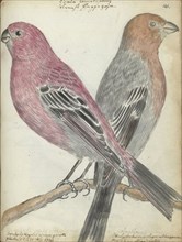 Swedish bird, 1790. Creator: Jan Brandes.
