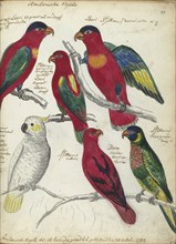 Birds from Ambon, 1784. Creator: Jan Brandes.