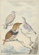 Three birds, two incad pigeons and a collared puffbird, 1753. Creator: Aert Schouman.