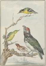Four Different Birds on a Branch, c.1730-c.1792. Creator: Aert Schouman.