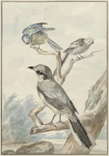 Three birds: a tail tit, a blue tit and a Klapekster or big clawier, 1756. Creator: Aert Schouman.
