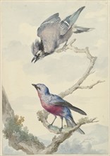 Two birds: a blue jay and a purple breast motinga, 1760. Creator: Aert Schouman.
