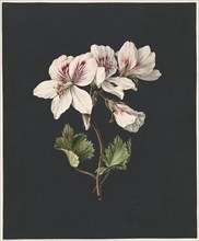 Pelargonium album Bicolor, 1830. Creator: M. de Gijselaar.