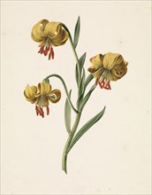 Branch with three yellow lilies, 1834. Creator: M. de Gijselaar.