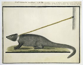 Galerella pulverulenta or Herpestes pulverulentus (Cape gray mongoose), 1777. Creator: Robert Jacob Gordon.