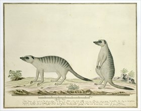 Suricata suricatta (Meerkats), 1777-1786. Creator: Robert Jacob Gordon.