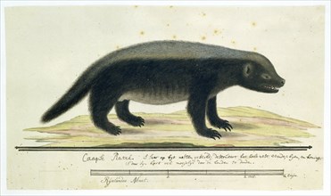 Mellivora capensis (Honey-badger), 1773-1780. Creator: Robert Jacob Gordon.