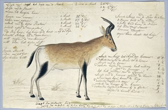 Lcelaphus buselaphus caama (Hartebeest), 1777-1786. Creator: Robert Jacob Gordon.