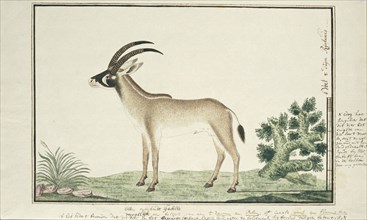 Hippotragus equinus (Roan antelope), 1777-1786. Creator: Robert Jacob Gordon.