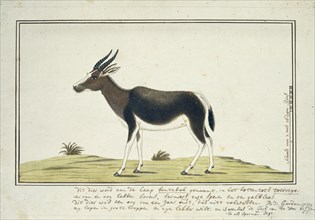 Damaliscus pygargus pygarus (Bontebok), 1777. Creator: Robert Jacob Gordon.