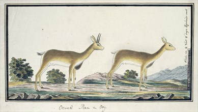 Ourebia ourebi (Oribi), 1777-1786. Creator: Robert Jacob Gordon.