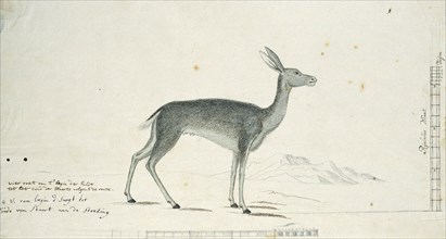 Pelea capreolus (Grey rhebok), 1777-1786. Creator: Robert Jacob Gordon.