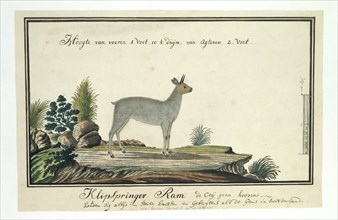 Oreotragus oreotragus (Klipspringer), 1777-1786. Creator: Robert Jacob Gordon.