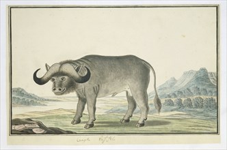 Syncerus caffer caffer (Cape buffalo), 1777-1786. Creator: Robert Jacob Gordon.