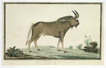 Connochaetes gnou (Black wildebeest), 1777-1786. Creator: Robert Jacob Gordon.