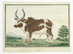 Bos taurus: Namaqua Ox or 'nomgo', 1778. Creator: Robert Jacob Gordon.