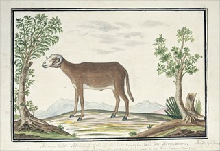 Cape ram, 1777-1786. Creator: Robert Jacob Gordon.