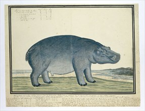 Hippopotamus amphibius capensis (Hippopotamus), c.1777. Creator: Robert Jacob Gordon.